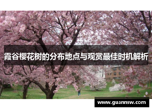 霞谷樱花树的分布地点与观赏最佳时机解析
